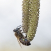 Vakarinė medunešė bitė - Apis mellifera | Fotografijos autorius : Zita Gasiūnaitė | © Macronature.eu | Macro photography web site