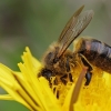 Vakarinė medunešė bitė - Apis mellifera | Fotografijos autorius : Gintautas Steiblys | © Macronature.eu | Macro photography web site