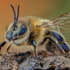 Vakarinė medunešė bitė - Apis mellifera | Fotografijos autorius : Eugenijus Kavaliauskas | © Macronature.eu | Macro photography web site