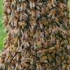 Vakarinės medunešės bitės - Apis mellifera | Fotografijos autorius : Gintautas Steiblys | © Macronature.eu | Macro photography web site