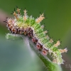 White Admiral - Limenitis camilla, caterpillar | Fotografijos autorius : Eglė Vičiuvienė | © Macronature.eu | Macro photography web site