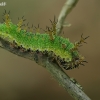 White Admiral - Limenitis camilla, caterpillar | Fotografijos autorius : Gintautas Steiblys | © Macronature.eu | Macro photography web site