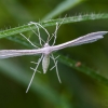 White Plume Moth | Pterophorus pentadactyla | Fotografijos autorius : Darius Baužys | © Macronature.eu | Macro photography web site