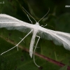 White Plume Moth - Pterophorus pentadactyla  | Fotografijos autorius : Gintautas Steiblys | © Macronature.eu | Macro photography web site