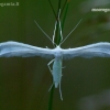White Plume Moth - Pterophorus pentadactyla  | Fotografijos autorius : Romas Ferenca | © Macronature.eu | Macro photography web site