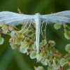 White Plume Moth - Pterophorus pentadactyla | Fotografijos autorius : Žilvinas Pūtys | © Macronature.eu | Macro photography web site