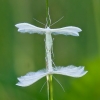 White Plume Moth - Pterophorus pentadactyla | Fotografijos autorius : Rasa Gražulevičiūtė | © Macronature.eu | Macro photography web site
