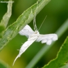 White Plume Moth - Pterophorus pentadactyla | Fotografijos autorius : Romas Ferenca | © Macronature.eu | Macro photography web site