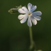 White campion - Silene latifolia | Fotografijos autorius : Agnė Našlėnienė | © Macronature.eu | Macro photography web site