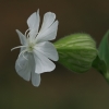 White campion - Silene latifolia | Fotografijos autorius : Gintautas Steiblys | © Macronature.eu | Macro photography web site