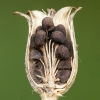 Baltasis šakinys - Silene latifolia | Fotografijos autorius : Žilvinas Pūtys | © Macronature.eu | Macro photography web site
