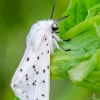 White ermine | Spilosoma lubricipeda | Fotografijos autorius : Darius Baužys | © Macronature.eu | Macro photography web site