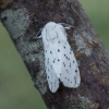 Taškuotoji meškutė – Spilosoma lubricipeda | Fotografijos autorius : Giedrius Markevičius | © Macronature.eu | Macro photography web site