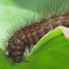 Taškuotoji meškutė - Spilosoma lubricipeda, vikšras | Fotografijos autorius : Vidas Brazauskas | © Macronature.eu | Macro photography web site