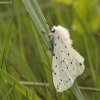 White ermine - Spilosoma lubricipeda | Fotografijos autorius : Vytautas Gluoksnis | © Macronature.eu | Macro photography web site
