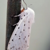 Taškuotoji meškutė - Spilosoma lubricipeda | Fotografijos autorius : Kazimieras Martinaitis | © Macronature.eu | Macro photography web site