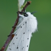 White ermine - Spilosoma lubricipeda | Fotografijos autorius : Gintautas Steiblys | © Macronature.eu | Macro photography web site