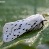 White ermine - Spilosoma lubricipeda | Fotografijos autorius : Žilvinas Pūtys | © Macronature.eu | Macro photography web site