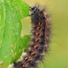 White ermine's (Spilosoma lubricipeda) caterpillar | Fotografijos autorius : Gintautas Steiblys | © Macronature.eu | Macro photography web site