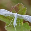 White plume moth - Pterophorus pentadactyla | Fotografijos autorius : Kazimieras Martinaitis | © Macronature.eu | Macro photography web site