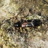 White-banded Longhorn beetle - Phymatodes alni | Fotografijos autorius : Vytautas Tamutis | © Macronature.eu | Macro photography web site
