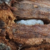 Raštuotasis ąžuolgrežis - Phymatodes alni, lėliukė | Fotografijos autorius : Vytautas Tamutis | © Macronature.eu | Macro photography web site
