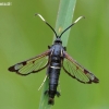 White-barred Clearwing Moth - Synanthedon spheciformis (male) | Fotografijos autorius : Nomeda Vėlavičienė | © Macronature.eu | Macro photography web site