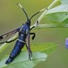 White-barred Clearwing Moth - Synanthedon spheciformis | Fotografijos autorius : Gintautas Steiblys | © Macronature.eu | Macro photography web site