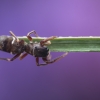 White-belted Ant-jumper - Synageles venator | Fotografijos autorius : Mindaugas Leliunga | © Macronature.eu | Macro photography web site
