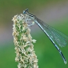 White-legged damselfly - Platycnemis pennipes, female | Fotografijos autorius : Gintautas Steiblys | © Macronature.eu | Macro photography web site