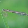 White-legged damselfly - Platycnemis pennipes, female | Fotografijos autorius : Vilius Grigaliūnas | © Macronature.eu | Macro photography web site