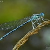 White-legged damselfly - Platycnemis pennipes, male | Fotografijos autorius : Gintautas Steiblys | © Macronature.eu | Macro photography web site