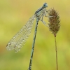 White-legged damselfly - Platycnemis pennipes, male | Fotografijos autorius : Aivaras Markauskas | © Macronature.eu | Macro photography web site