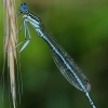 White-legged damselfly - Platycnemis pennipes, male | Fotografijos autorius : Gintautas Steiblys | © Macronature.eu | Macro photography web site