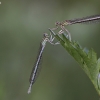 White-legged damselfly - Platycnemis pennipes | Fotografijos autorius : Agnė Našlėnienė | © Macronature.eu | Macro photography web site