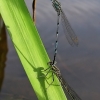 White-legged damselfly - Platycnemis pennipes | Fotografijos autorius : Vytautas Uselis | © Macronature.eu | Macro photography web site