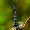 White-legged damselfly - Platycnemis pennipes | Fotografijos autorius : Romas Ferenca | © Macronature.eu | Macro photography web site