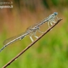 White-legged damselfly - Platycnemis pennipes | Fotografijos autorius : Darius Baužys | © Macronature.eu | Macro photography web site