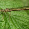 White-legged damselfly - Platycnemis pennipes | Fotografijos autorius : Deividas Makavičius | © Macronature.eu | Macro photography web site