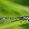 Baltakojė strėliukė, patinas - Platycnemis pennipes | Fotografijos autorius : Deividas Makavičius | © Macronature.eu | Macro photography web site