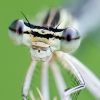 White-legged damselfly | Fotografijos autorius : Darius Baužys | © Macronature.eu | Macro photography web site