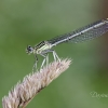 White-legged damselfly | Fotografijos autorius : Darius Baužys | © Macronature.eu | Macro photography web site