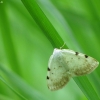 White-pinion Spotted - Lomographa bimaculata | Fotografijos autorius : Vidas Brazauskas | © Macronature.eu | Macro photography web site