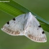 White-pinion Spotted - Lomographa bimaculata | Fotografijos autorius : Žilvinas Pūtys | © Macronature.eu | Macro photography web site