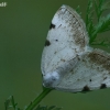 White-pinion Spotted - Lomographa bimaculata | Fotografijos autorius : Gintautas Steiblys | © Macronature.eu | Macro photography web site