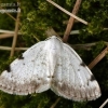 White-pinion Spotted - Lomographa bimaculata | Fotografijos autorius : Darius Baužys | © Macronature.eu | Macro photography web site
