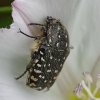 White-spotted Rose Beetle – Oxythyrea funesta | Fotografijos autorius : Nomeda Vėlavičienė | © Macronature.eu | Macro photography web site