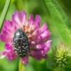 White-spotted Rose Beetle - Oxytherea funesta | Fotografijos autorius : Saulius Drazdauskas | © Macronature.eu | Macro photography web site