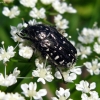 White-spotted Rose Beetle - Oxythyrea funesta | Fotografijos autorius : Vitalii Alekseev | © Macronature.eu | Macro photography web site