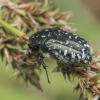 White-spotted Rose Beetle - Oxythyrea funesta | Fotografijos autorius : Gintautas Steiblys | © Macronature.eu | Macro photography web site